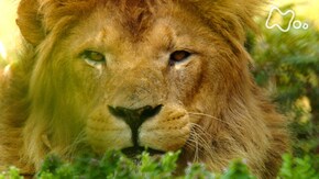 いいZooだね。~岩合光昭の動物園歩き~
