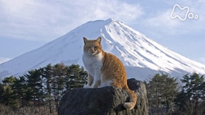 山梨