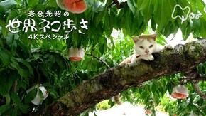 桃とぶどうと高原と~山梨~