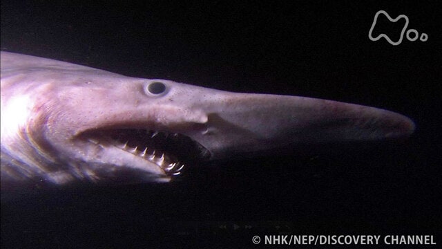 Nスペ 深海の巨大生物 謎の海底サメ王国 フル動画 |【無料体験】動画配信サービスのビデオマーケット