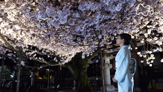京都人の密かな愉しみ 京都人の密かな愉しみ 桜散る フル動画 |【無料体験】動画配信サービスのビデオマーケット