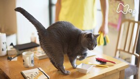 「竹内薫とゾンゾンとモモとペッペとシンちゃん」