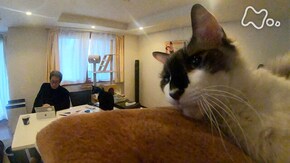 「尾崎将也とグーとばななとダリとロビンと鏑(かぶら)とさくら」