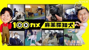 「麻薬探知犬」
