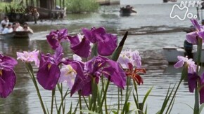 「潮来あやめは花舞台 -茨城県・潮来町-」