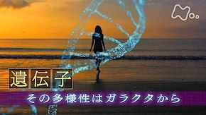 「“遺伝子” その多様性はガラクタから」