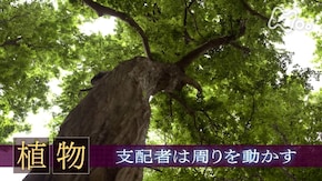 「“植物” 支配者は周りを動かす」