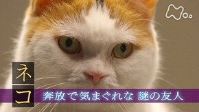 「“ネコ” 奔放で気まぐれな謎の友人」