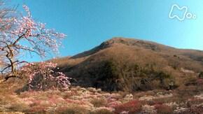 「幕山・神奈川」