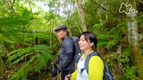 「於茂登岳(おもとだけ)・沖縄」