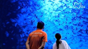 鶴岡市立加茂水族館
