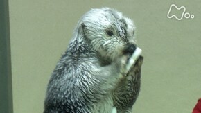 鳥羽水族館