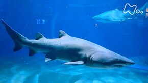 アクアワールド茨城県大洗水族館