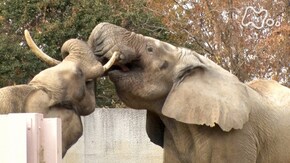 広島市安佐動物公園