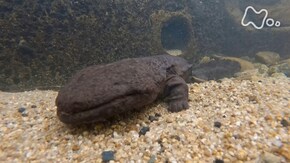 安佐動物公園 第2弾