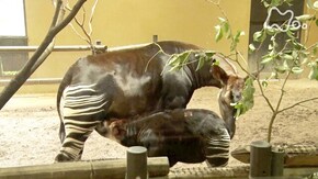 よこはま動物園 ズーラシア