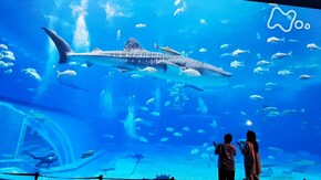 沖縄美ら海水族館 第一弾