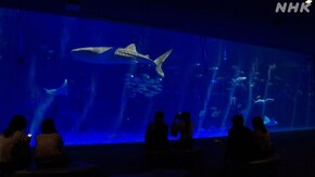 いおワールドかごしま水族館