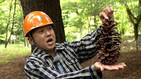 森林総合研究所
