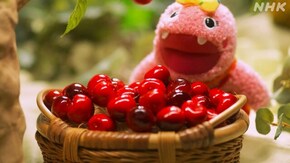 がんこちゃんのクレマカカリア