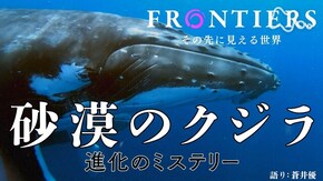 砂漠のクジラ 進化のミステリー