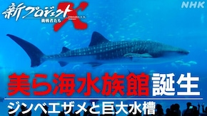 美ら海水族館誕生~ジンベエザメと巨大水槽~