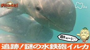 「超キュート 追跡!謎の水鉄砲イルカ」