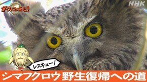 「シマフクロウレスキュー!野生復帰への道」