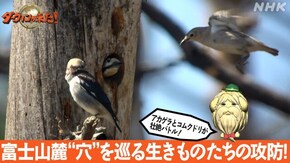 「富士山麓 “穴”を巡る生きものたちの攻防!」
