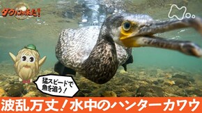 「波乱万丈!水中の名ハンター カワウ」