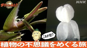 「これが花!?植物の不思議をめぐる旅」