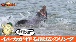 「魚が飛び出す!?イルカが作る魔法のリング」