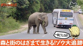 「森と街のはざまで生きる!ゾウ大追跡」