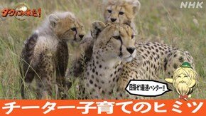 「目指せ!最速ハンター チーター子育てのヒミツ」