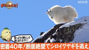 「密着40年!断崖絶壁でシロイワヤギを追え」