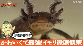 「かわいくて最強!イモリ徹底観察」