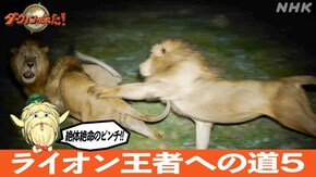 「ライオン王者への道(5)絶体絶命!ピンチを乗り越えろ!」