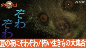 「夏の夜にぞわぞわ!怖い生きもの大集合」