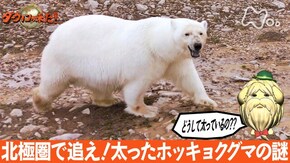 「北極圏で追え!太ったホッキョクグマの謎」