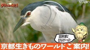 「1000年の都 京都生きものワールドご案内!」