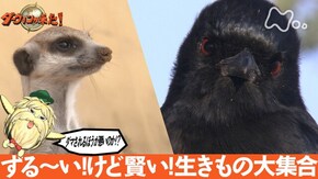 「ずる~い!けど賢い!生きもの大集合」