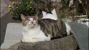 ねこ島日記