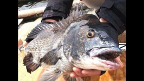 牡蠣イカダで迎え撃つ!広島湾のチヌ