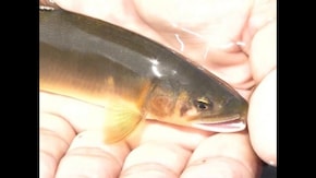 待ちに待ったシーズン到来!物部川のアユ釣り