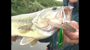 バイト丸見え大興奮!トップウォーターで狙うバス
