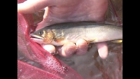 豪快!爽快!瀬釣りのすすめ~岐阜県長良川~