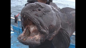 放送1700回記念2週連続!知床SP 北の怪魚オオカミウオを狙え!