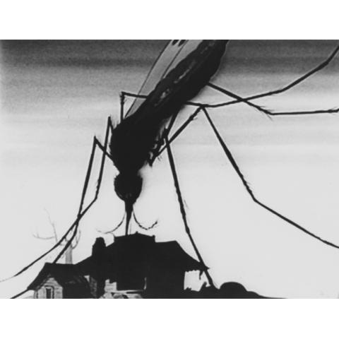 ディズニーのマラリア蚊 資料映像