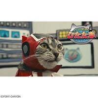 無料視聴あり アニメ ネコ戦隊 びたたま の動画まとめ 初月無料 動画配信サービスのビデオマーケット