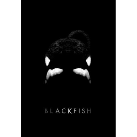 ブラックフィッシユ：「殺人シャチ」と呼ばれた黒き悲しき生物